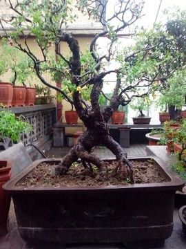 晨星闪耀主播照片