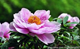 ♧索❤菲♧主播照片
