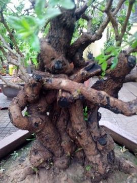 晨星闪耀主播照片