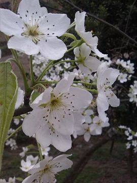 ❥微微一笑的兔兔主播照片