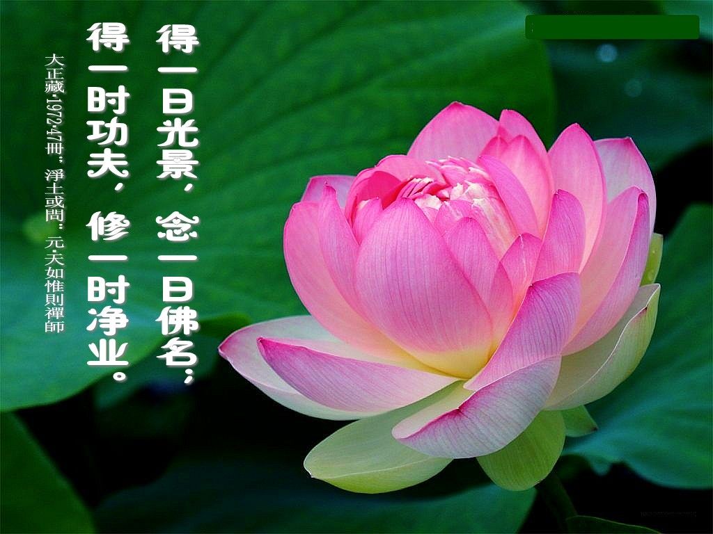 阿弥陀佛!的主播照片