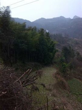 ★·°戰謌↗狼㊣主播照片