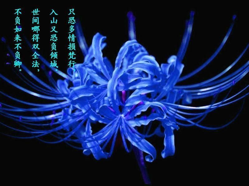 手捧彼岸花求婚奈何桥的主播照片