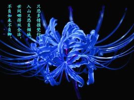 手捧彼岸花求婚奈何桥主播照片