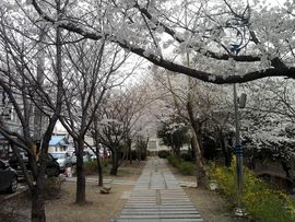 韩8282国主播照片