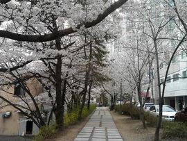韩8282国主播照片