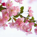 ♧樱の花♧的头像