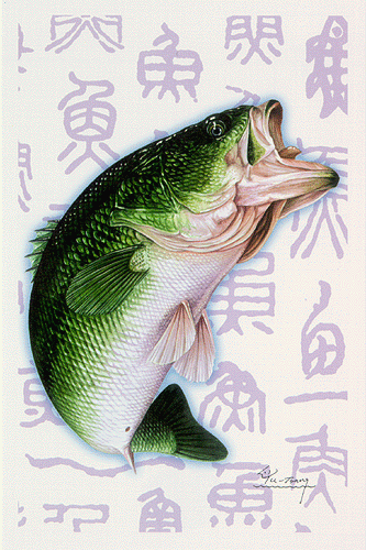 大嘴黑鲈的主播照片