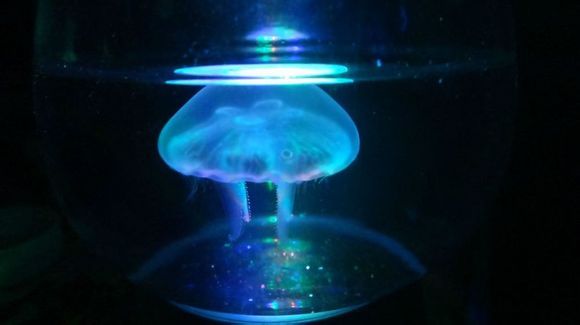 習慣有妮的图片