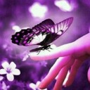 布丁-紫蝶