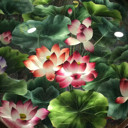 ❀狼狼❀海报
