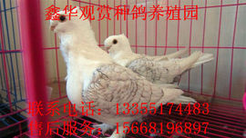 864480060主播照片