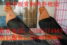 864480060主播照片