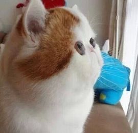 ☜｡◕小点心◕｡☞主播照片