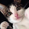 仙猫儿
