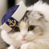 猫尾巴的幸福