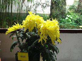 王大保wdb主播照片