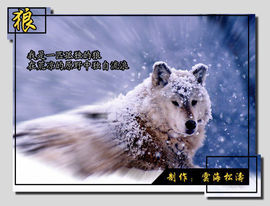 ♪♪『狼族』贪狼♪♪主播照片