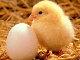 鑫聪玉盛美容养生集团主播照片