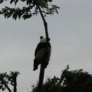 二十二根棍海报