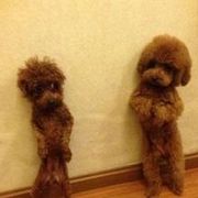 软木板