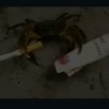 喷摩斯的稻草人$