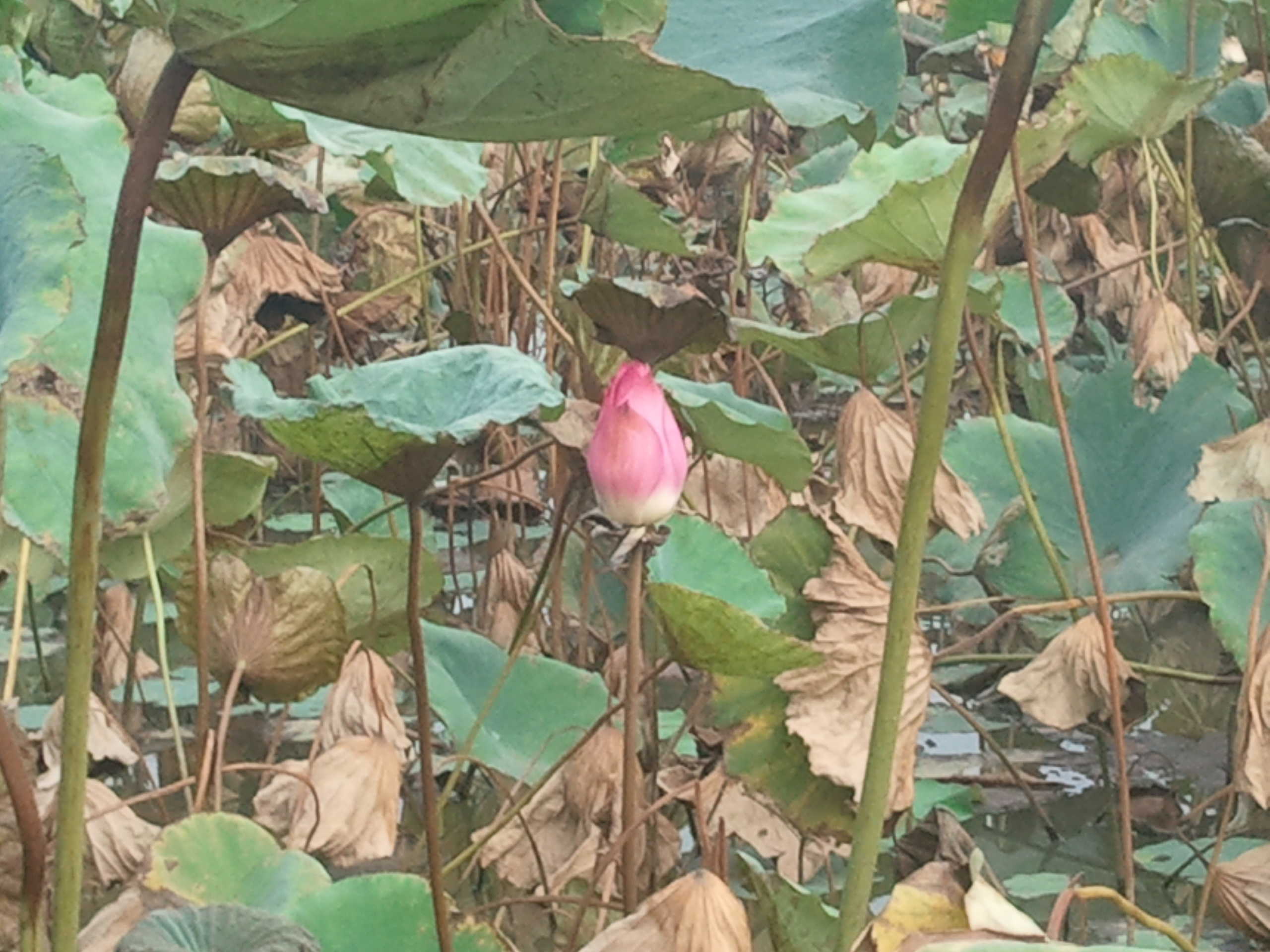 百家饭=年糕主播照片