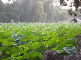 李毅勤羊杂割主播照片