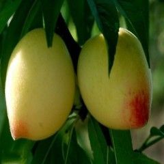 赵春霞还我血汗钱主播照片