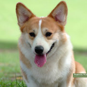 jiang*4