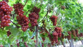 葡萄369主播照片