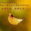 浪漫的疯狂w