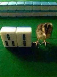 mc张某人主播照片