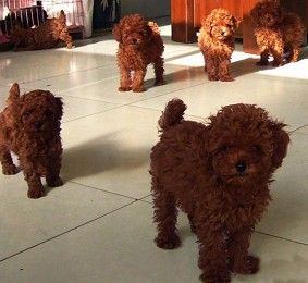 蓉之谷的主播照片