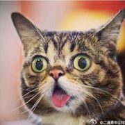 万里追逐的头像