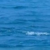 玉箫风海报
