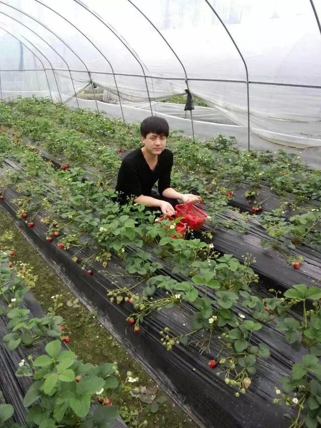 村里的一只鸭主播照片