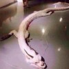 好运常来x