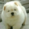 lovewuf