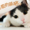 饿狼来啦的头像