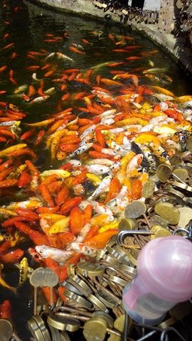 河北【吊篮租赁】主播照片