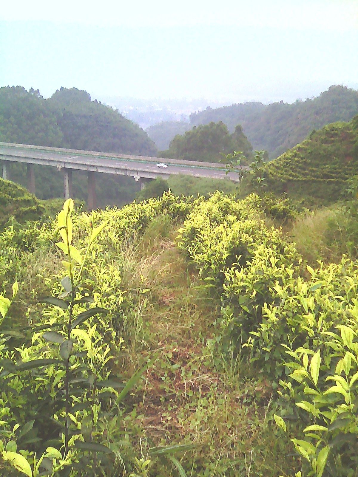 Ml?水晶〆茶園?的主播照片