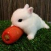 大家都叫我兔兔