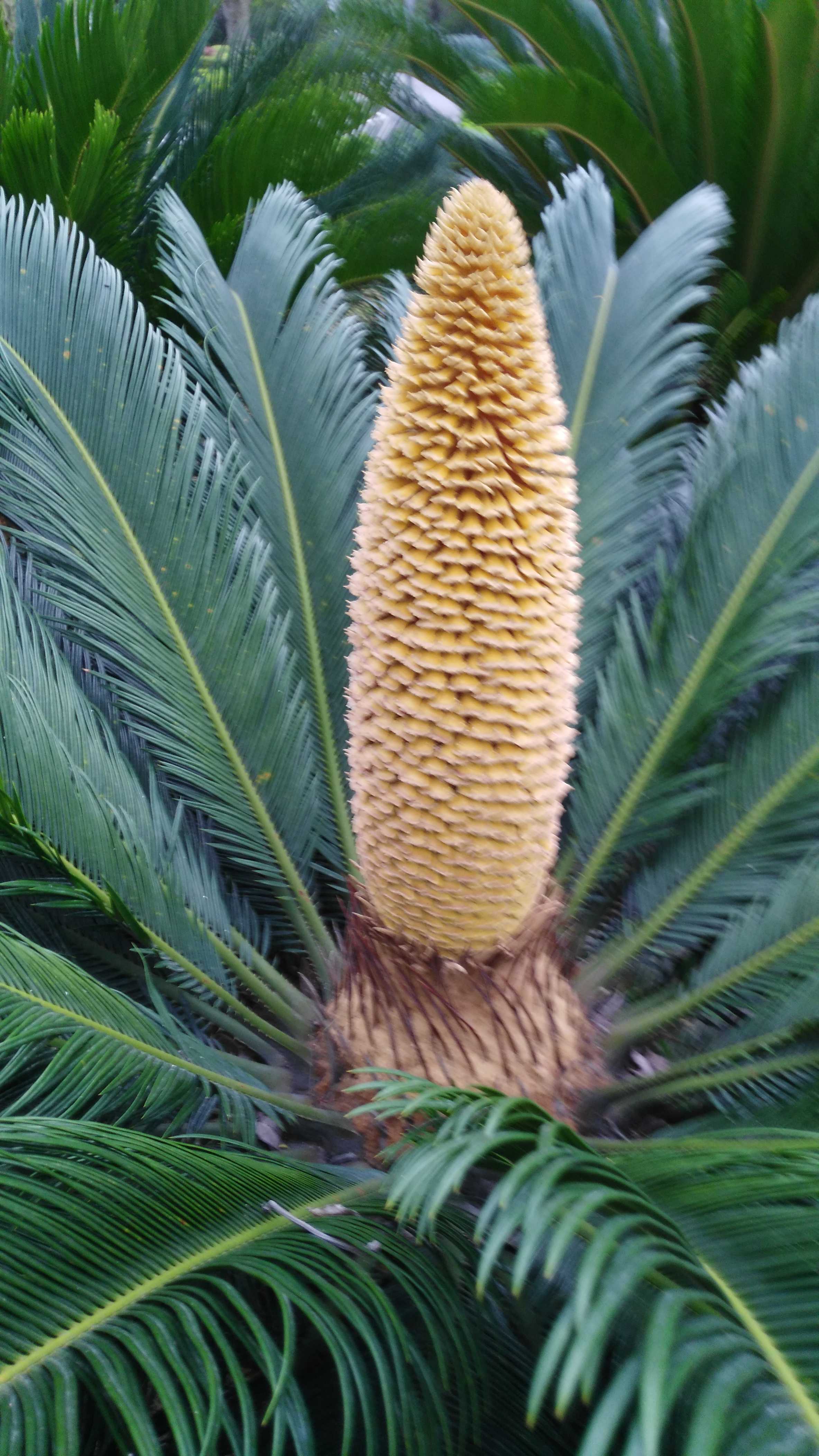 东盟1961土特产的主播照片