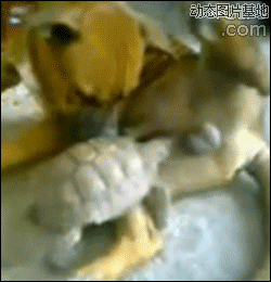 冰原雪狐主播照片
