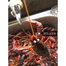 Z-果果主播照片