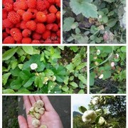 明月....知心