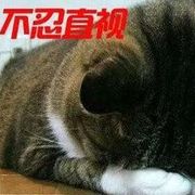 广元忄小牛在成都