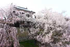 乞力马扎罗の雪主播照片