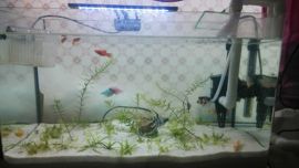 dove110227主播照片